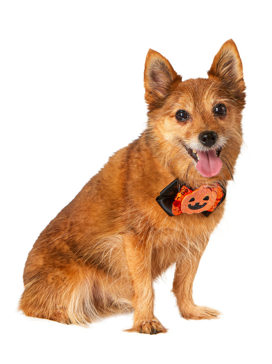 Free Shipping For Jack-O-Lantern and Ghost Interchangeable Pet Collar Set