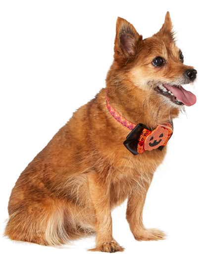 Free Shipping For Jack-O-Lantern and Ghost Interchangeable Pet Collar Set